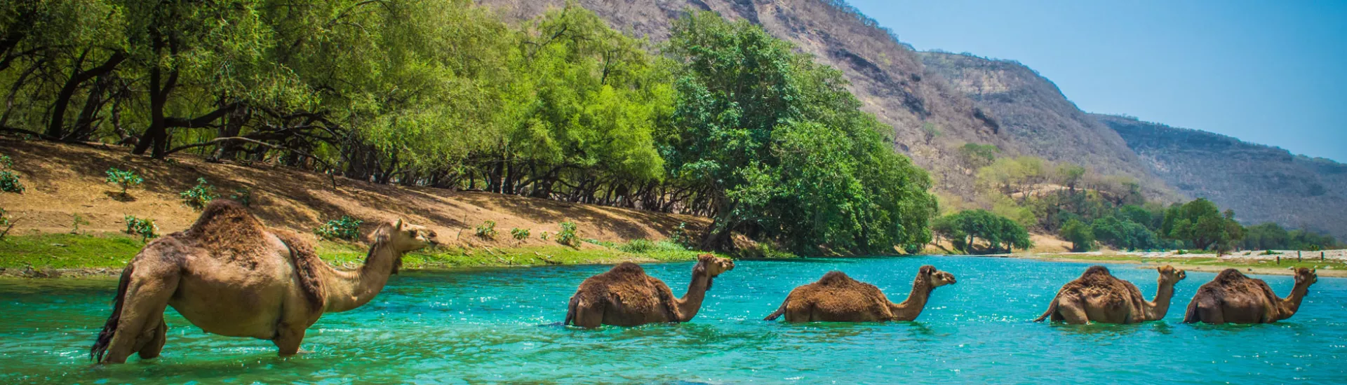 Kamele durchqueren einen Fluss in der Wüstenoase im Oman