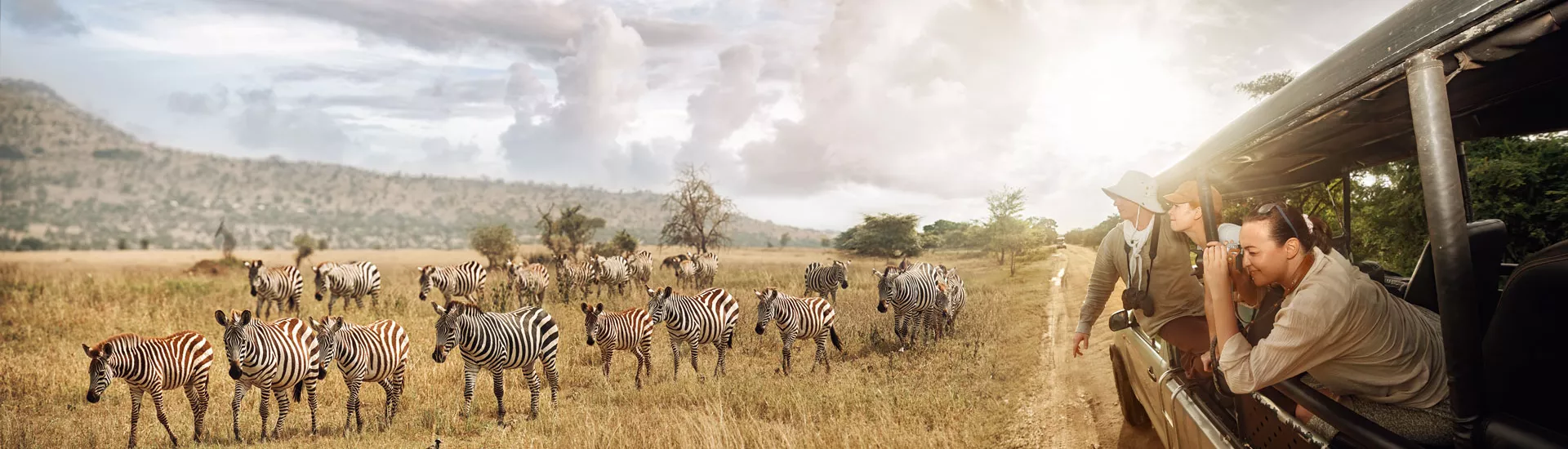 Wilde Zebras auf einer Safari-Tour im Nationalpark auf Tansania